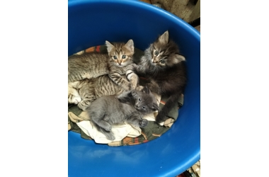 Отдам котят в хорошие руки