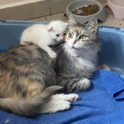 Кошку с котенком в добрые руки отдам 